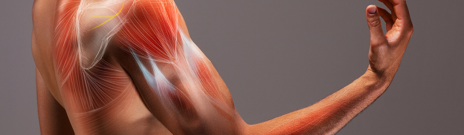Donor tendon_sports injury_ligament injury_cruciate ligament rupture